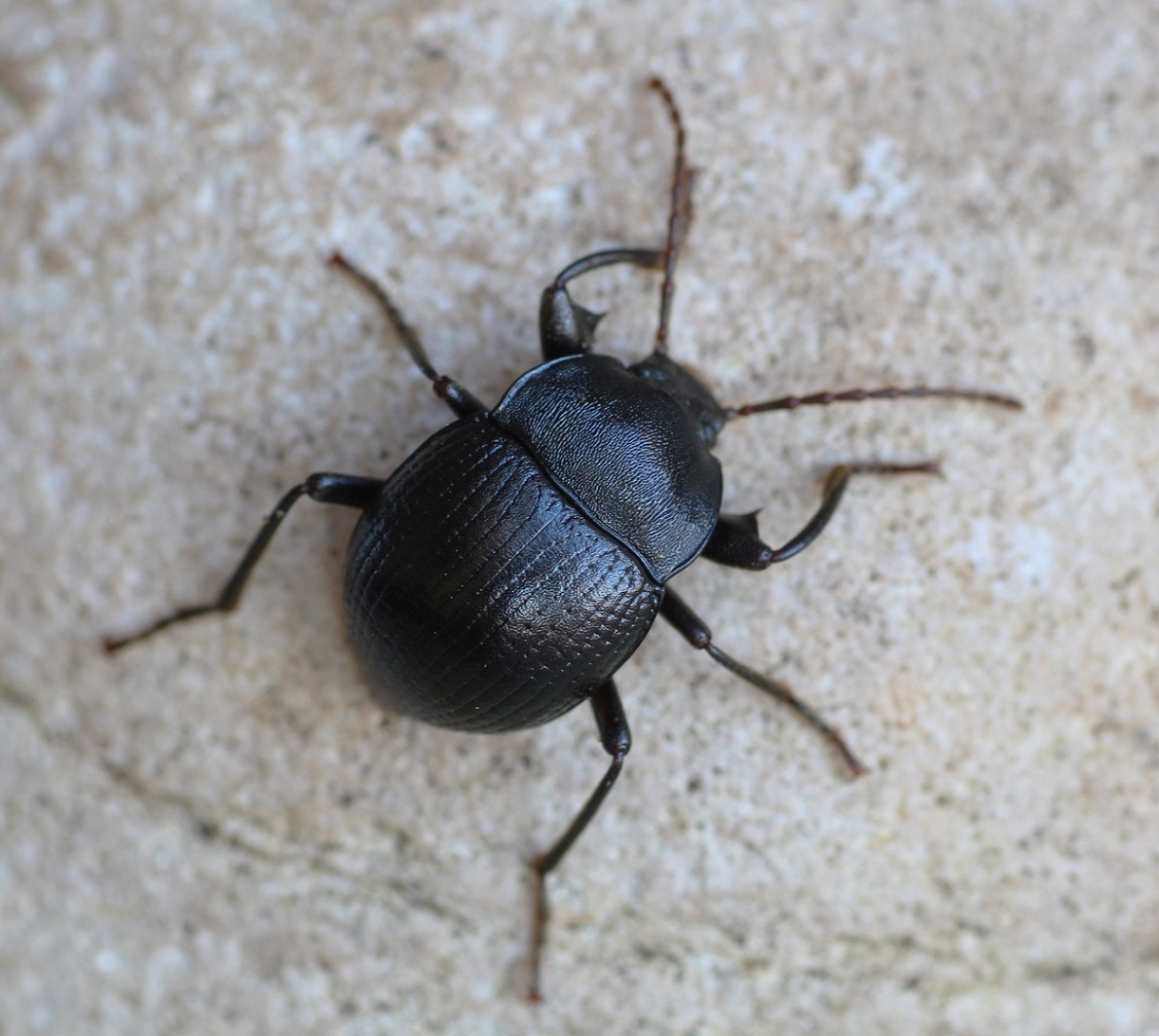 Tenebrionidae:  Accanthopus velikensis