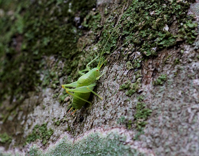 Cyrtaspis scutata (Meconematidae)