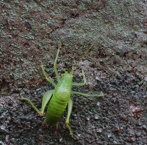 Cyrtaspis scutata (Meconematidae)