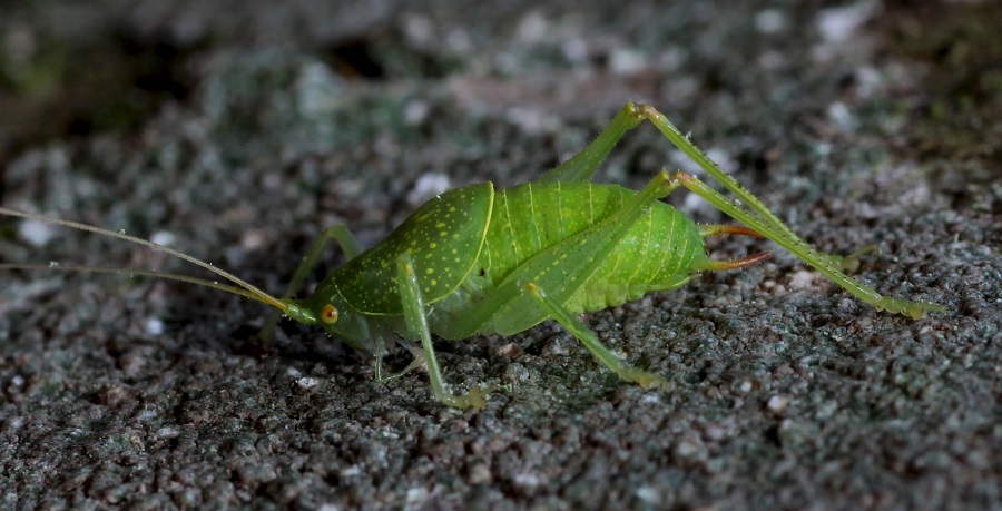 Cyrtaspis scutata (Meconematidae)