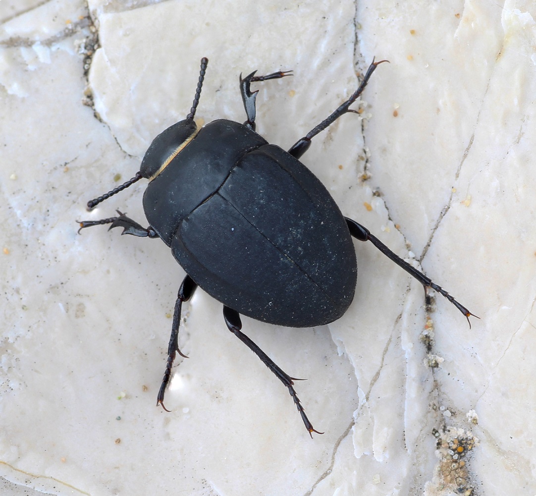 Erodius siculus dalmatinus Kraatz, Tenebrionidae