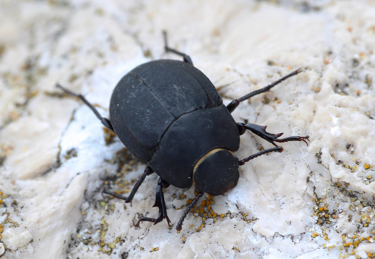 Erodius siculus dalmatinus Kraatz, Tenebrionidae