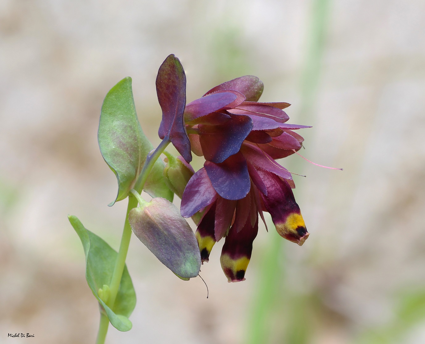 Cerinthe retorta / Erba-vajola ritorta