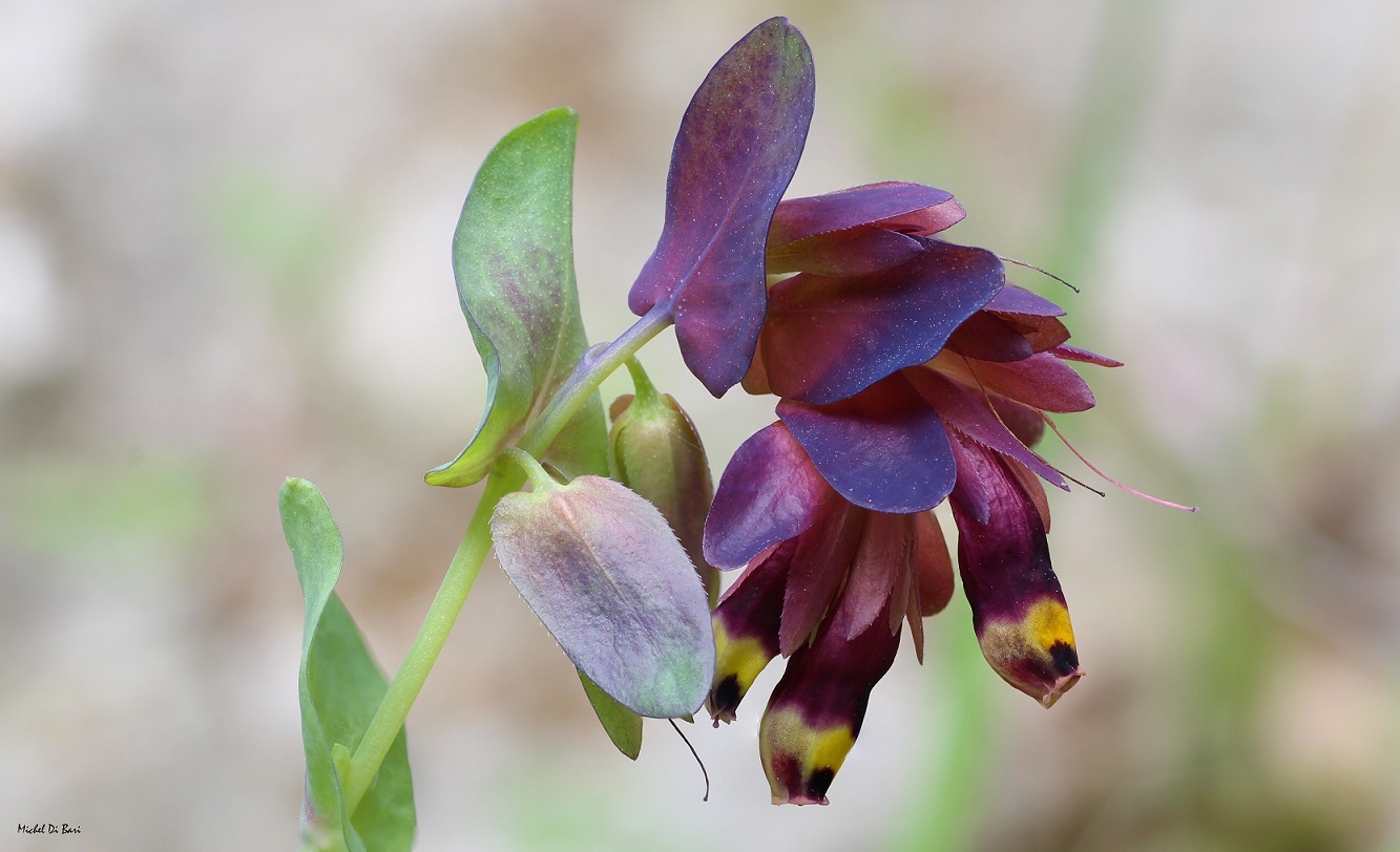 Cerinthe retorta / Erba-vajola ritorta