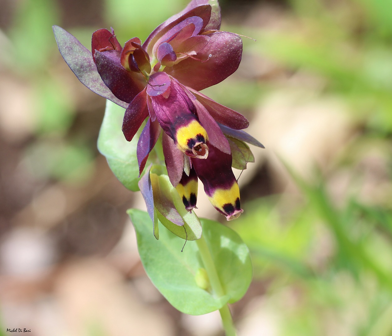 Cerinthe retorta / Erba-vajola ritorta