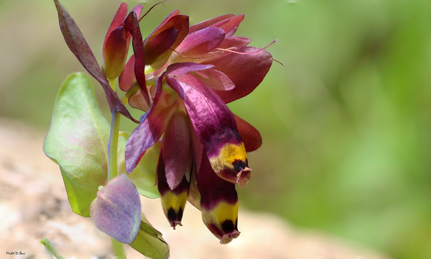 Cerinthe retorta / Erba-vajola ritorta