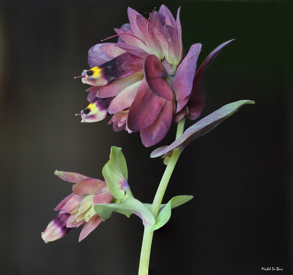 Cerinthe retorta / Erba-vajola ritorta