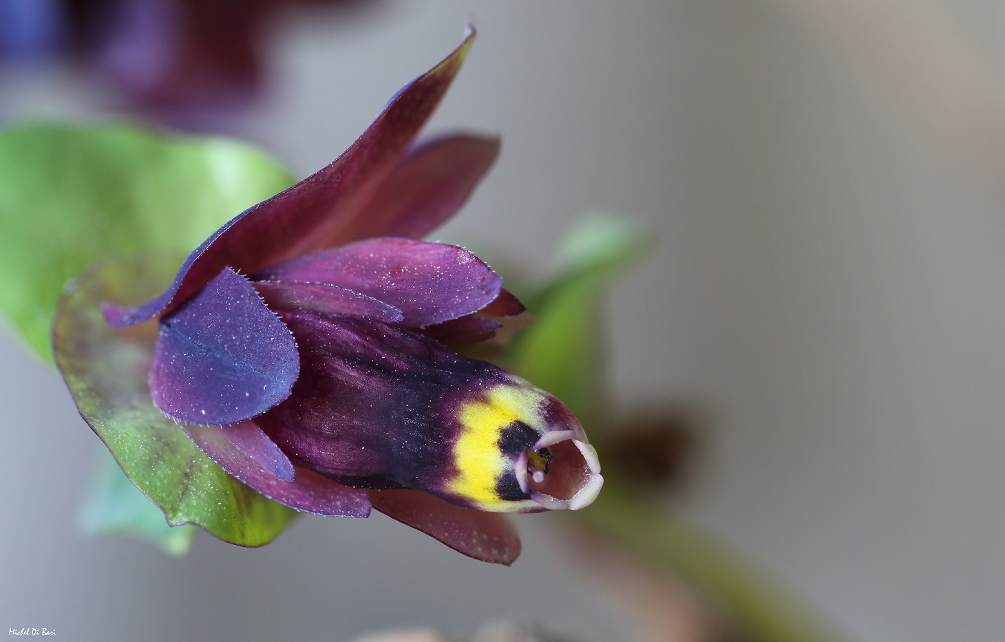 Cerinthe retorta / Erba-vajola ritorta