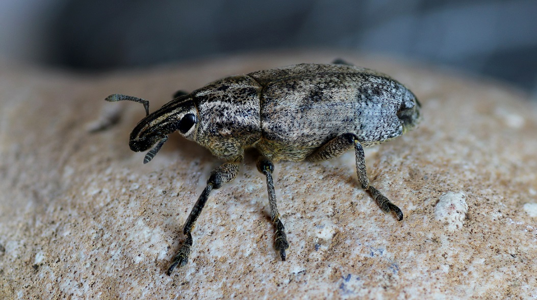 Curculionidae: Cleonis pigra