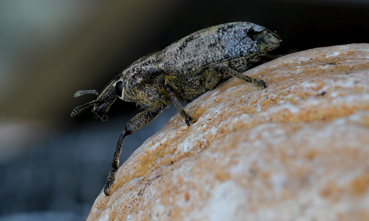 Curculionidae: Cleonis pigra