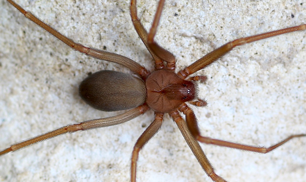 Loxosceles rufescens  - Gargano (FG)