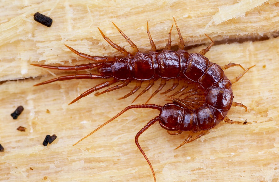 Lithobius sp.