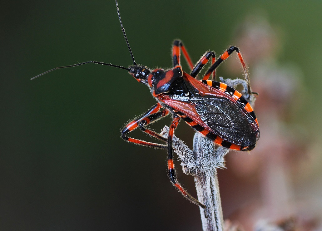 Reduviidae: Rhynocoris rubricus