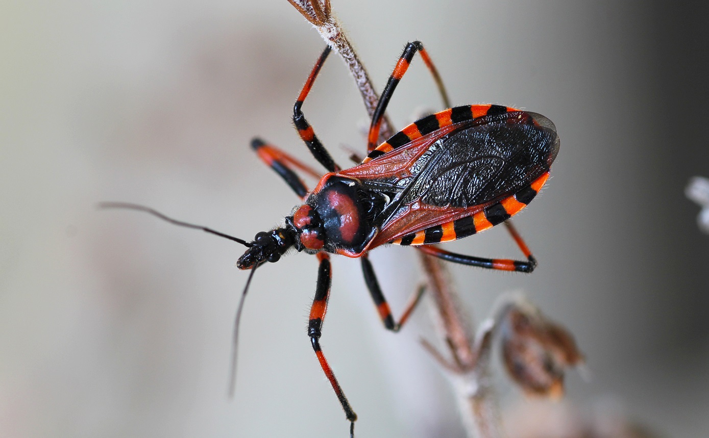 Reduviidae: Rhynocoris rubricus