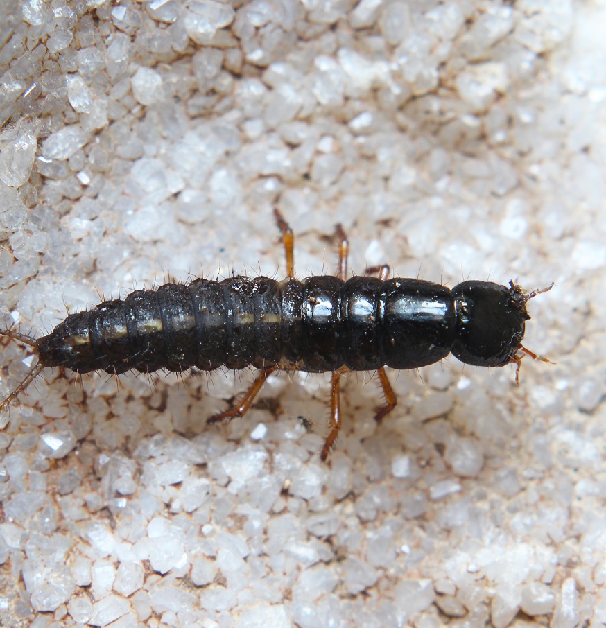 Larva di Ocypus sp.  (Staphilinidae)