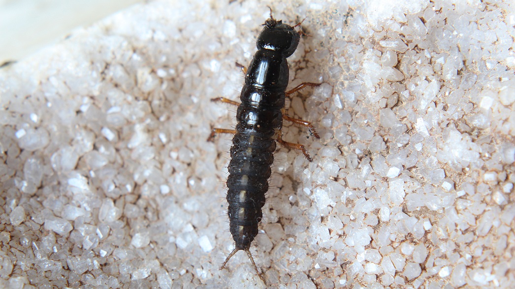 Larva di Ocypus sp.  (Staphilinidae)