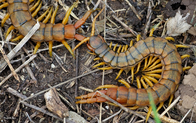 Scolopendra cingulata? S !