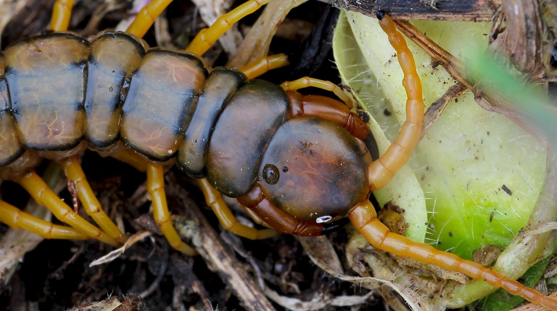 Scolopendra cingulata? S !