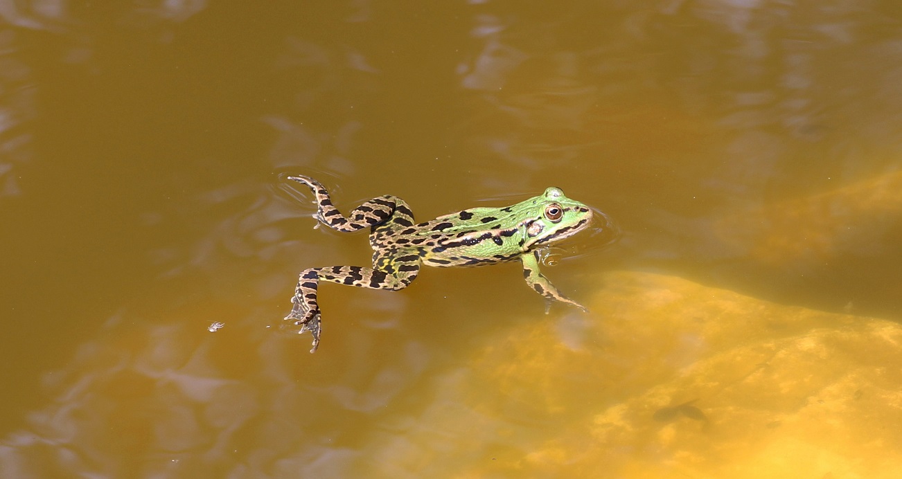 rana da id - Pelophylax sp. (Gargano)