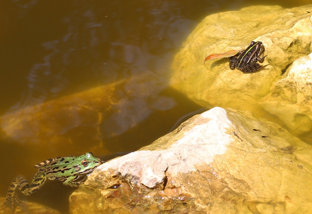 rana da id - Pelophylax sp. (Gargano)