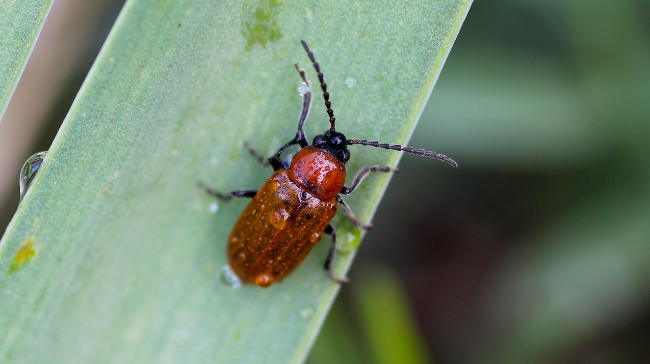 Chrysomelidae: Exosoma lusitanicum