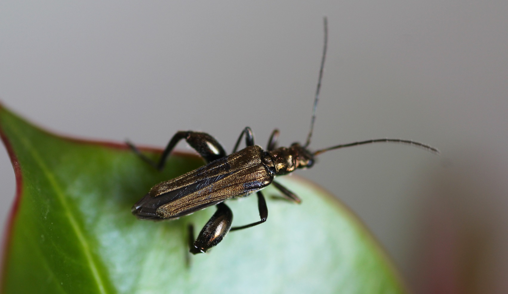 Oedemeridae: Oedemera flavipes, maschio