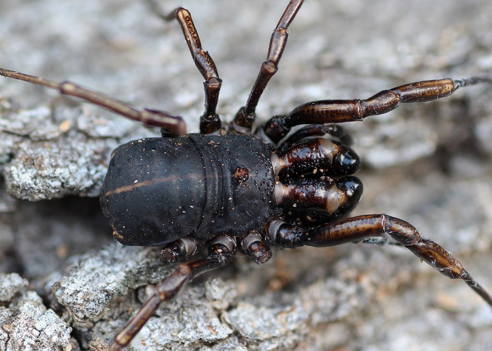 Phalangiidae: Zacheus crista, maschio