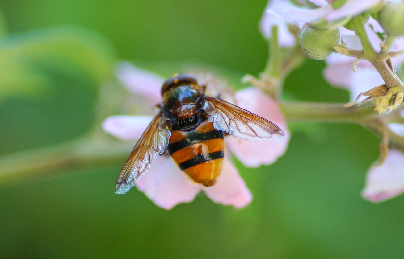 Syrphodae: Volucella zonaria, maschio