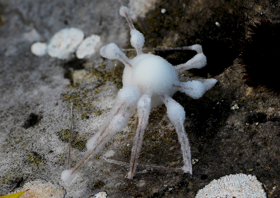 Pholcidae ricoperti da muffe - Gargano (FG)