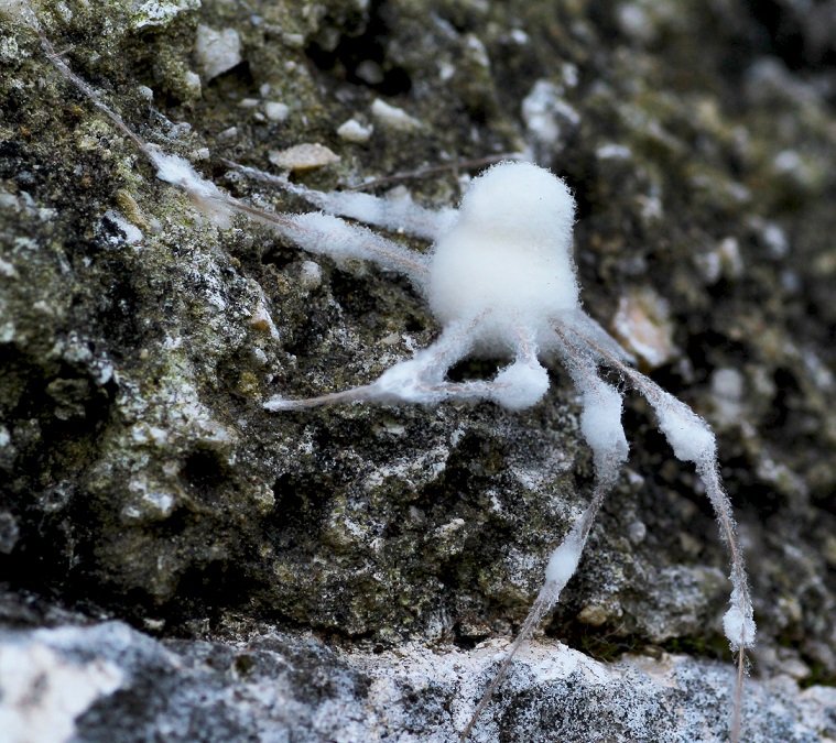 Pholcidae ricoperti da muffe - Gargano (FG)