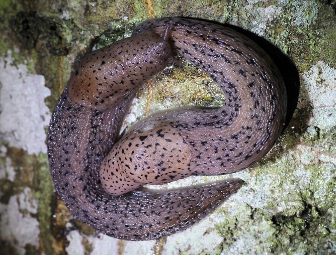 Limax in corteggiamento.