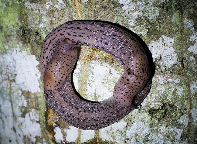 Limax in corteggiamento.