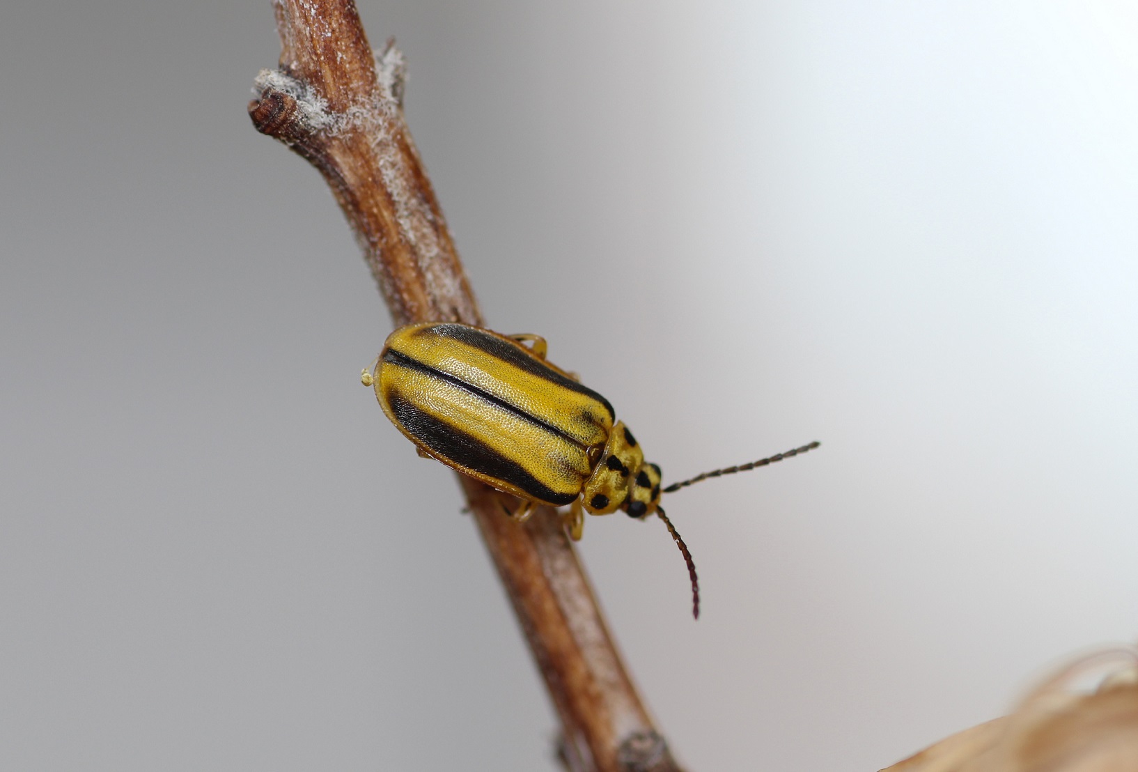Chrysomelidae: Xanthogaleruca luteola