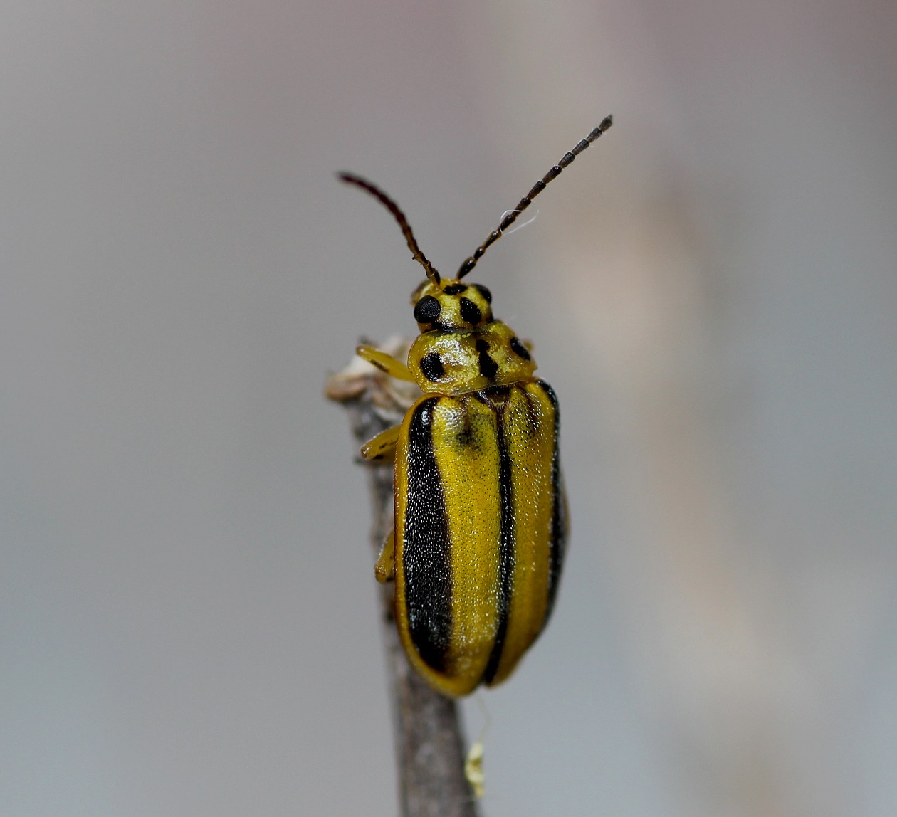 Chrysomelidae: Xanthogaleruca luteola