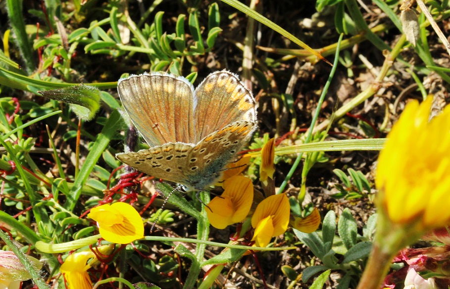 Polyommatus bellargus, femmina (Lycaenidae)