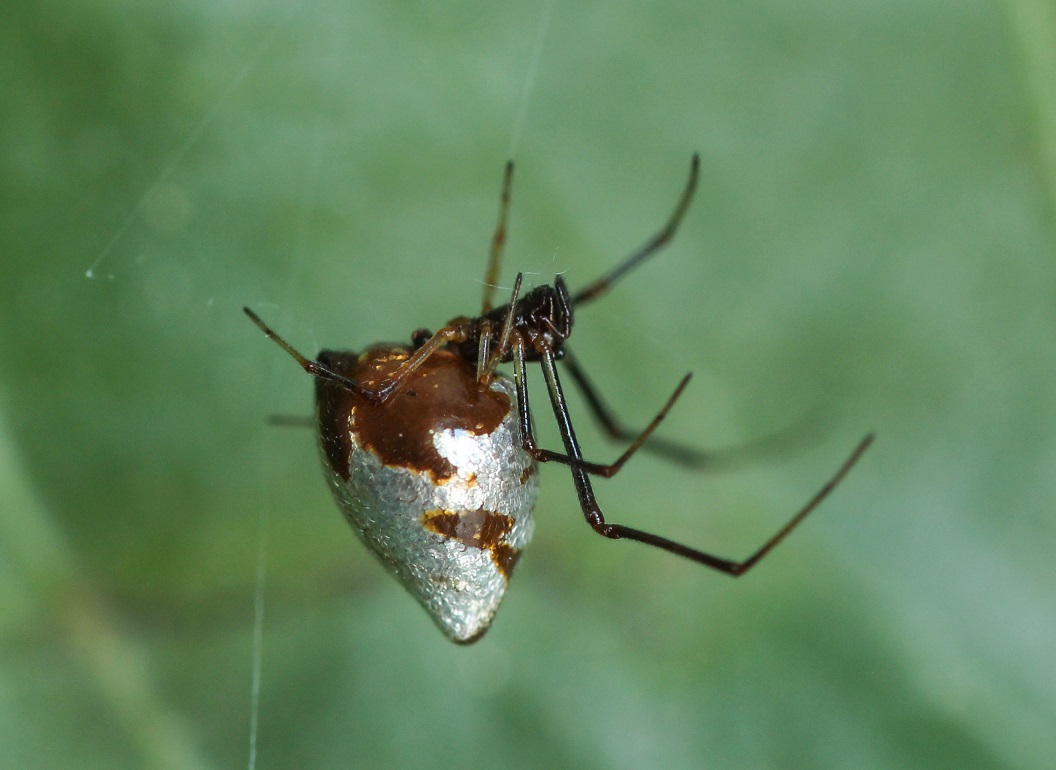 Argyroes argyrodes