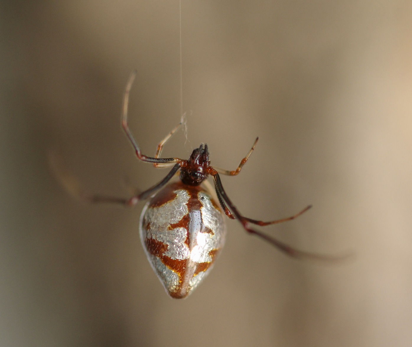 Argyroes argyrodes