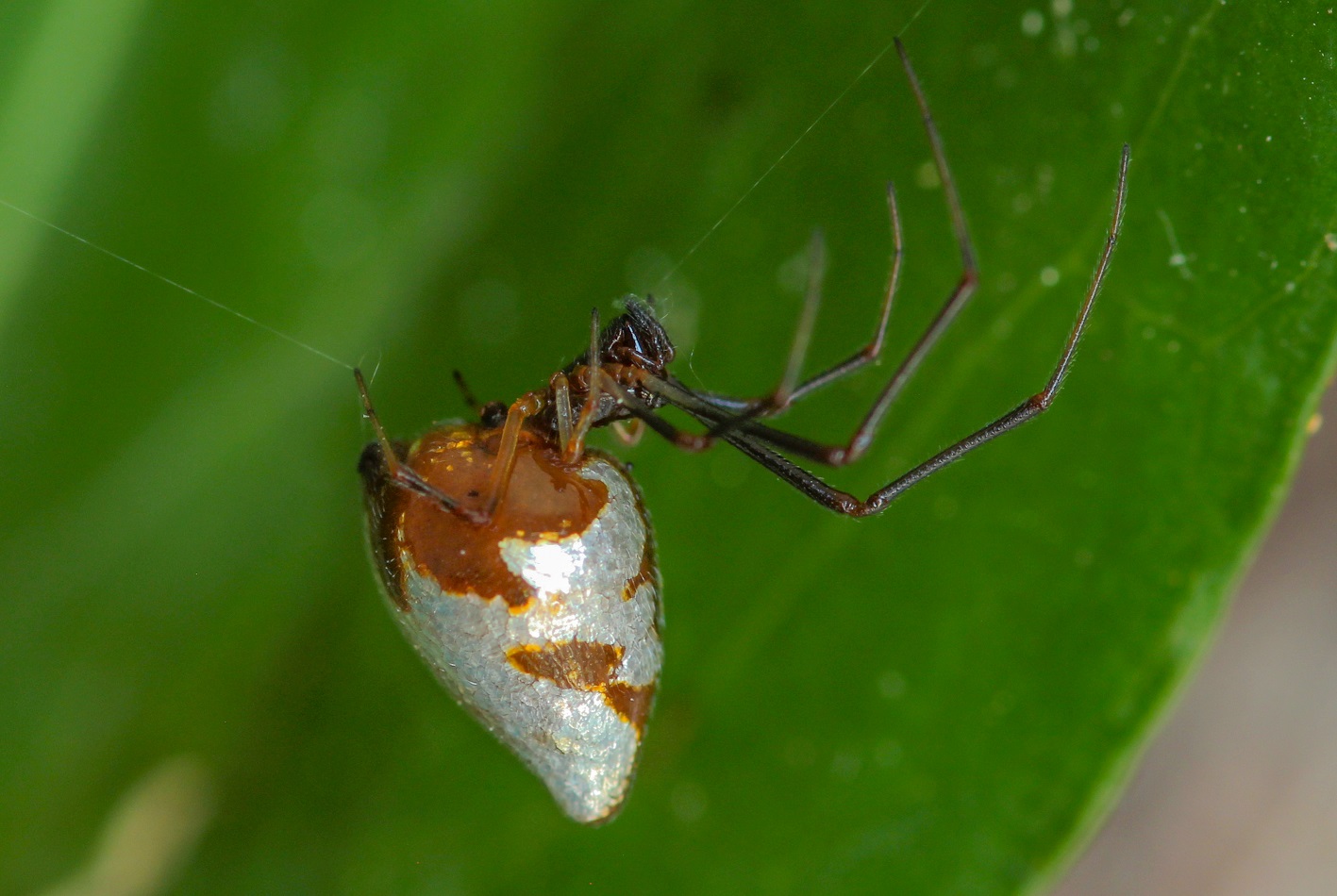 Argyroes argyrodes