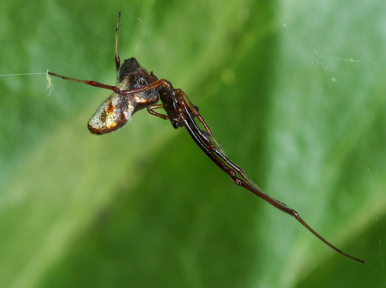 Argyroes argyrodes