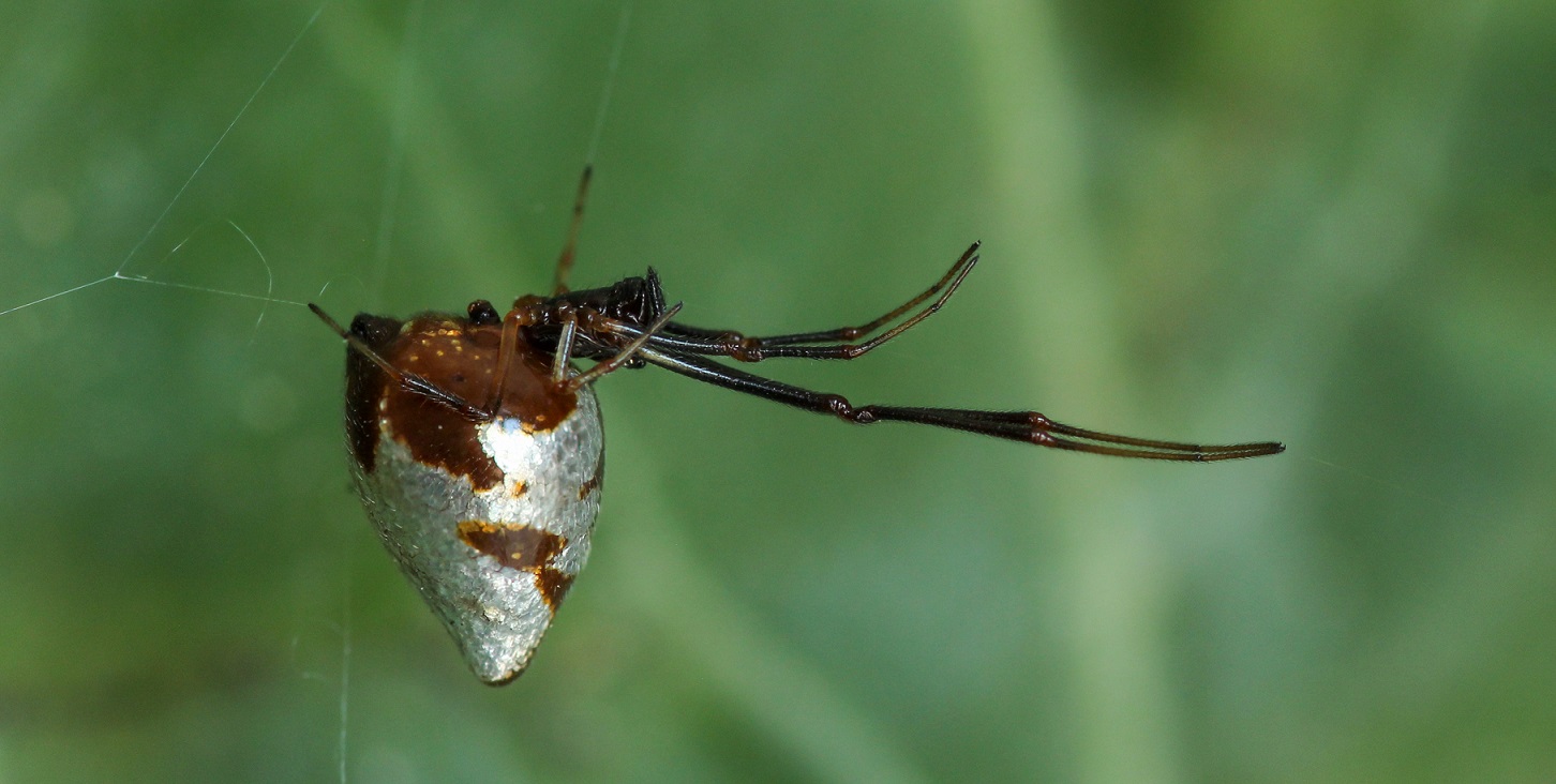 Argyroes argyrodes