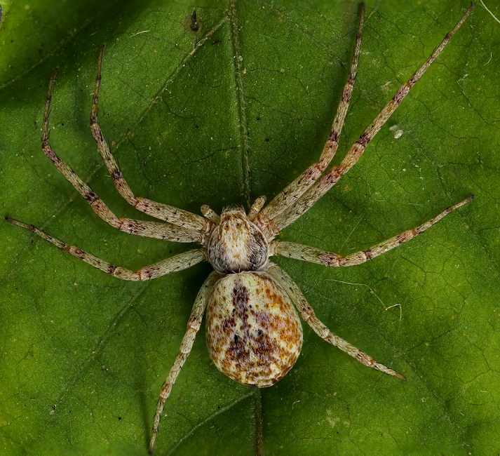 Philodromus sp. - Gargano (FG)