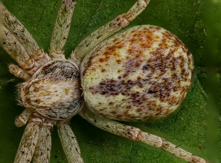 Philodromus sp. - Gargano (FG)