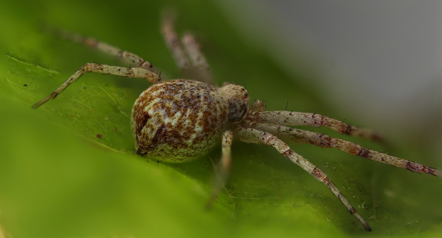 Philodromus sp. - Gargano (FG)