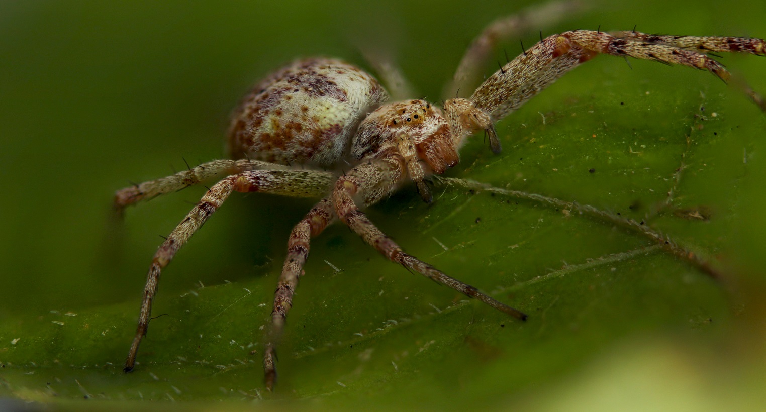 Philodromus sp. - Gargano (FG)