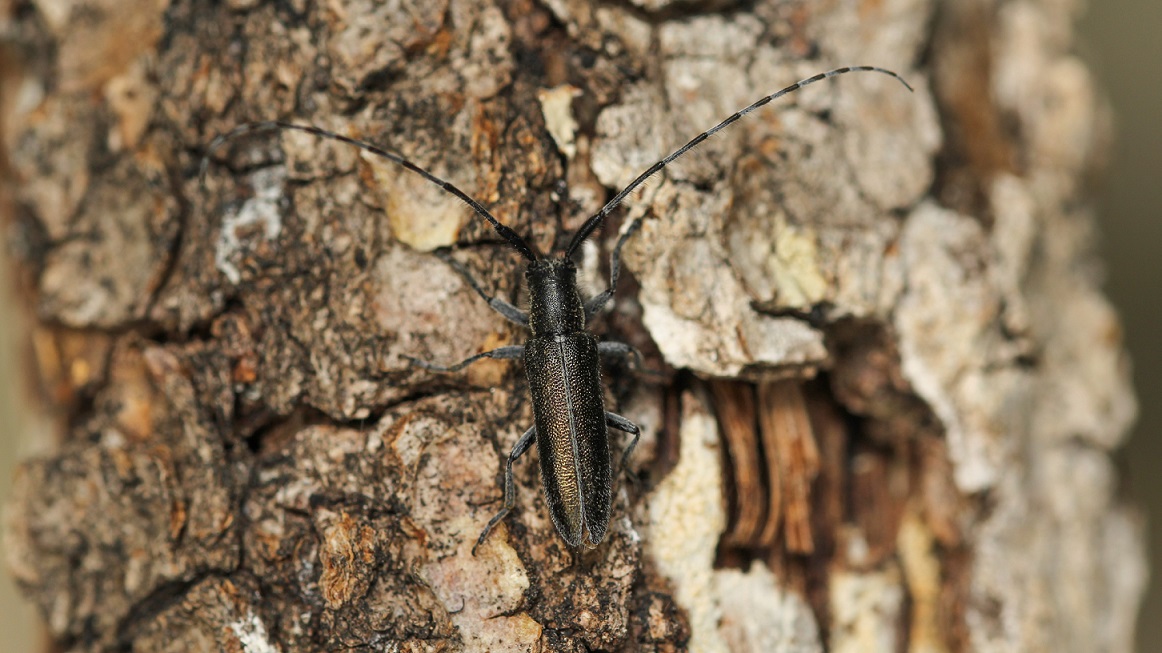 Cerambycidae: Agapanthia cfr. cardui  da confermare