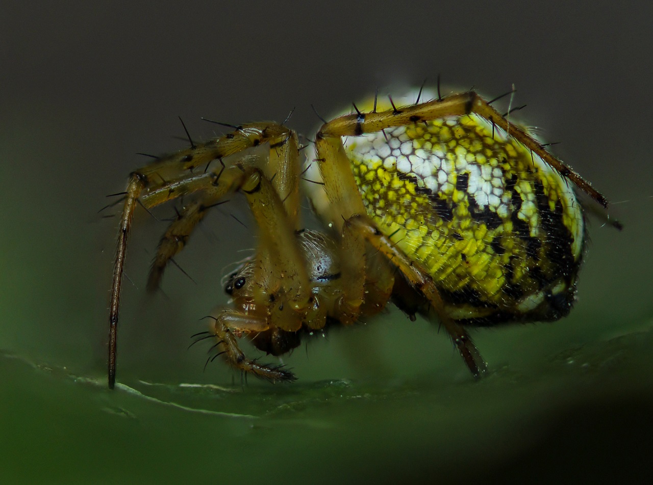 Mangora acalypha - Gargano (FG)