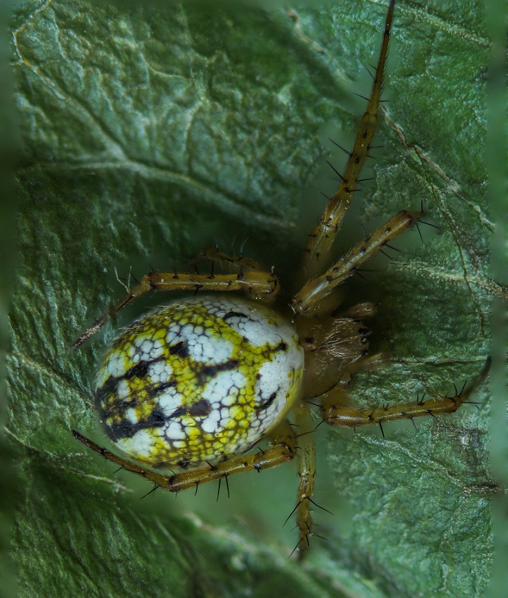 Mangora acalypha - Gargano (FG)