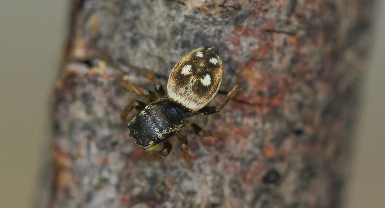 Quale Heliophanus ? Heliophanus apiatus - Manfredonia Gargano (FG)