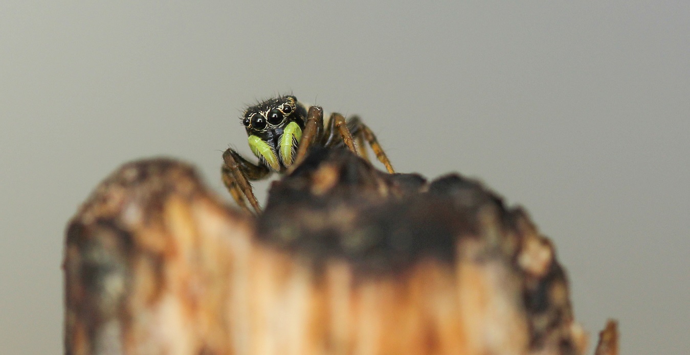 Quale Heliophanus ? Heliophanus apiatus - Manfredonia Gargano (FG)