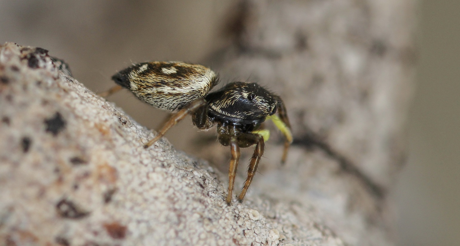 Quale Heliophanus ? Heliophanus apiatus - Manfredonia Gargano (FG)